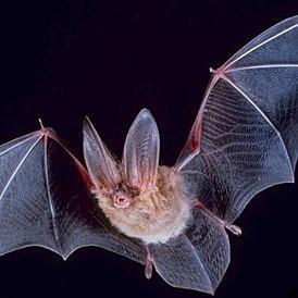 Profil von morcego